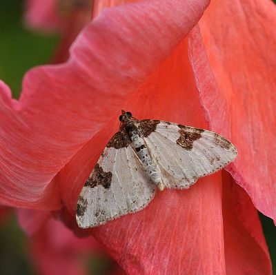 Xanthorhoe fluctuata ??